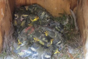 fuglekassa_tommetanker