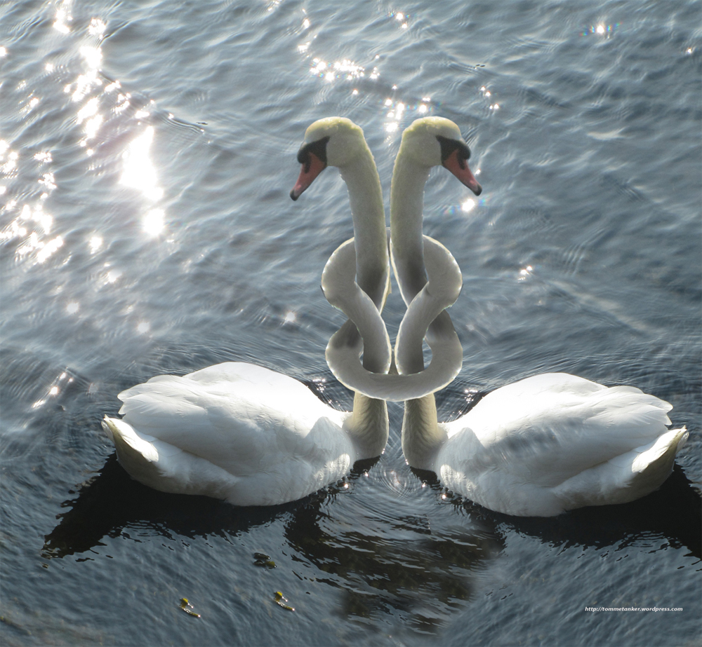 knopsvaner_tommetanker