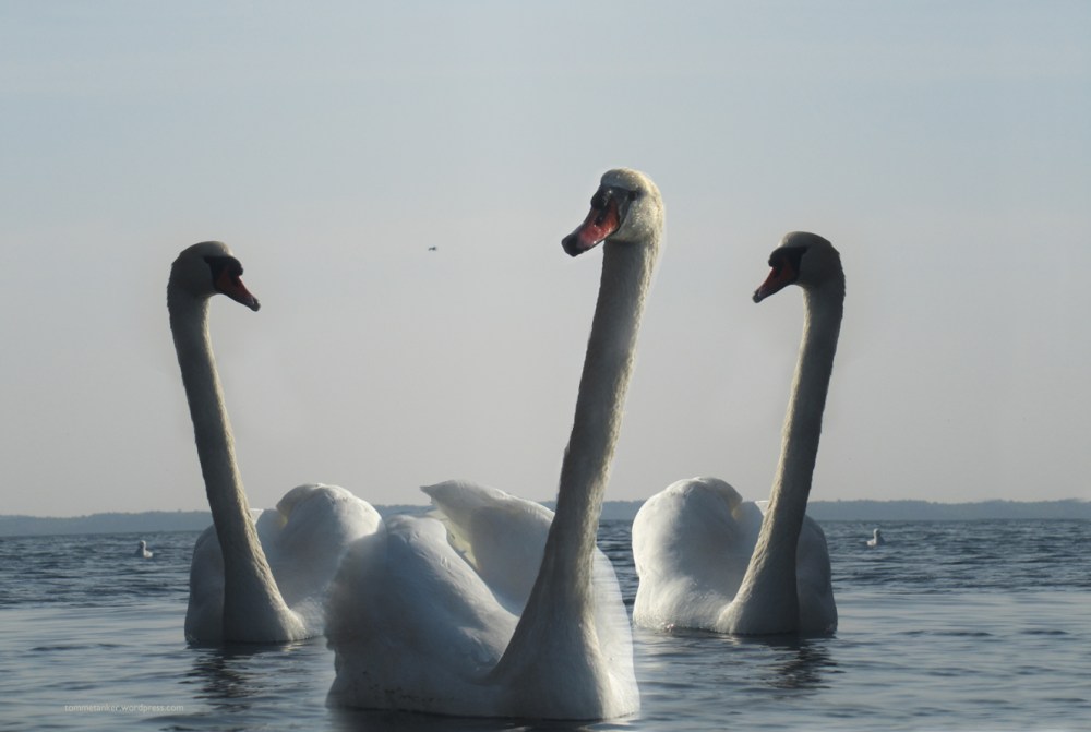 langhalset_knopsvane_tommetanker copy