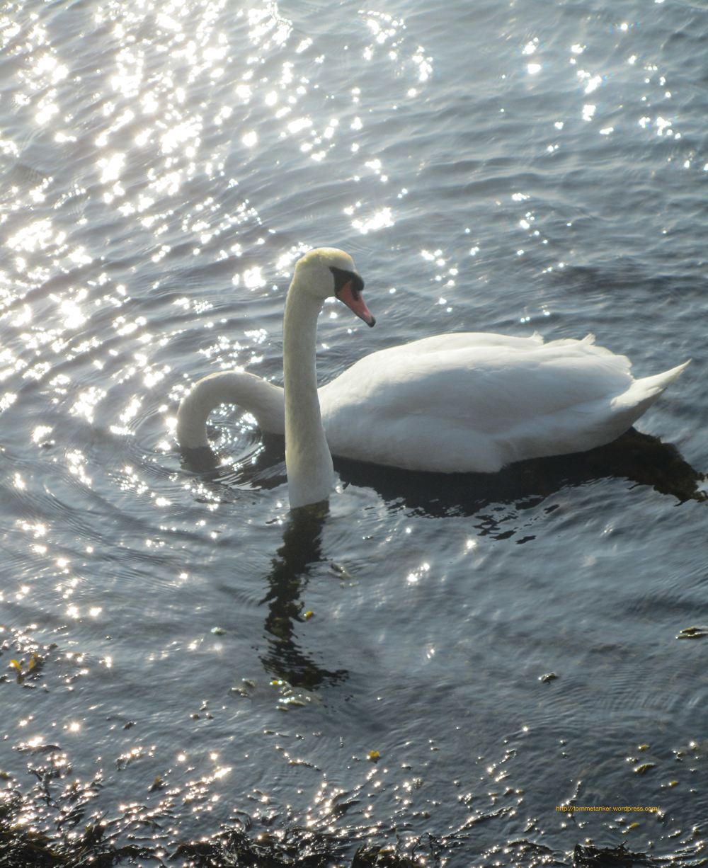 longnecked_swan_tommetanker_
