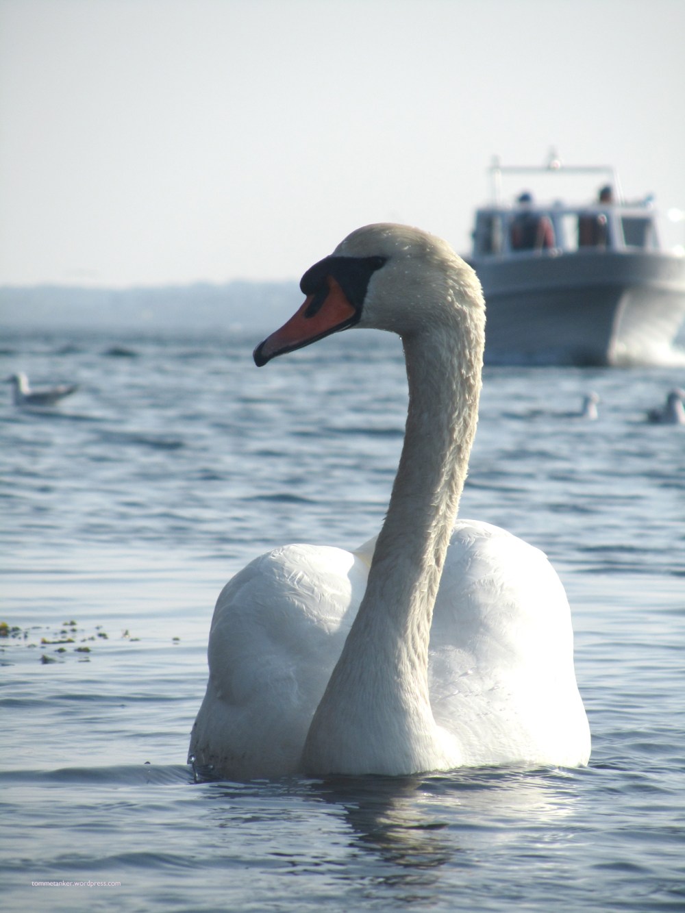 svanefjorden_tommetanker