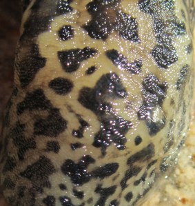 snile_nært_tommetanker