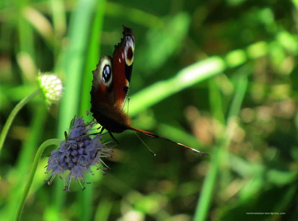 Dagpåfugløye1_tommetanker