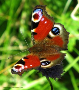 Dagpåfugløye2_tommetanker