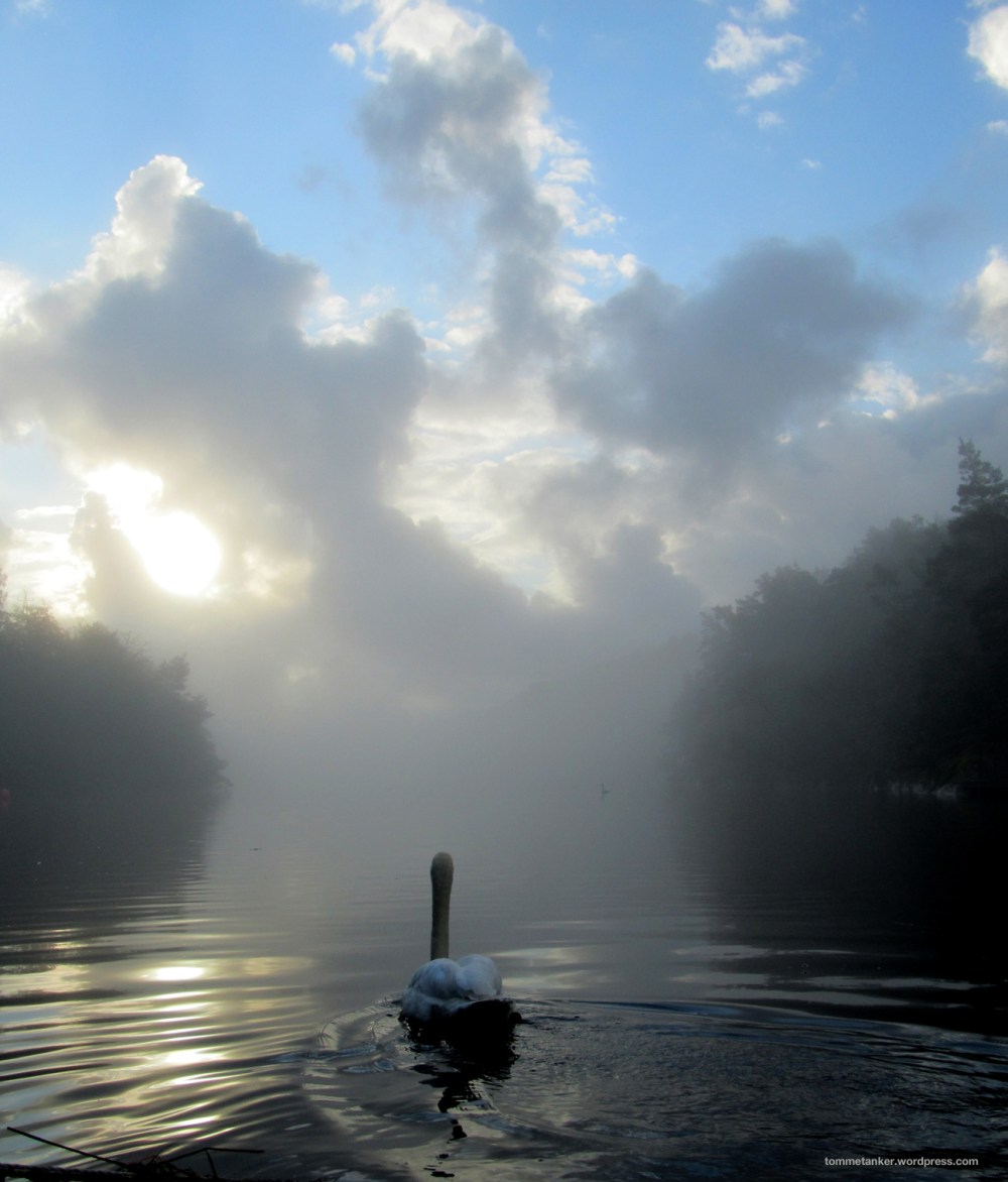 drangsvannet svane_tommetanker