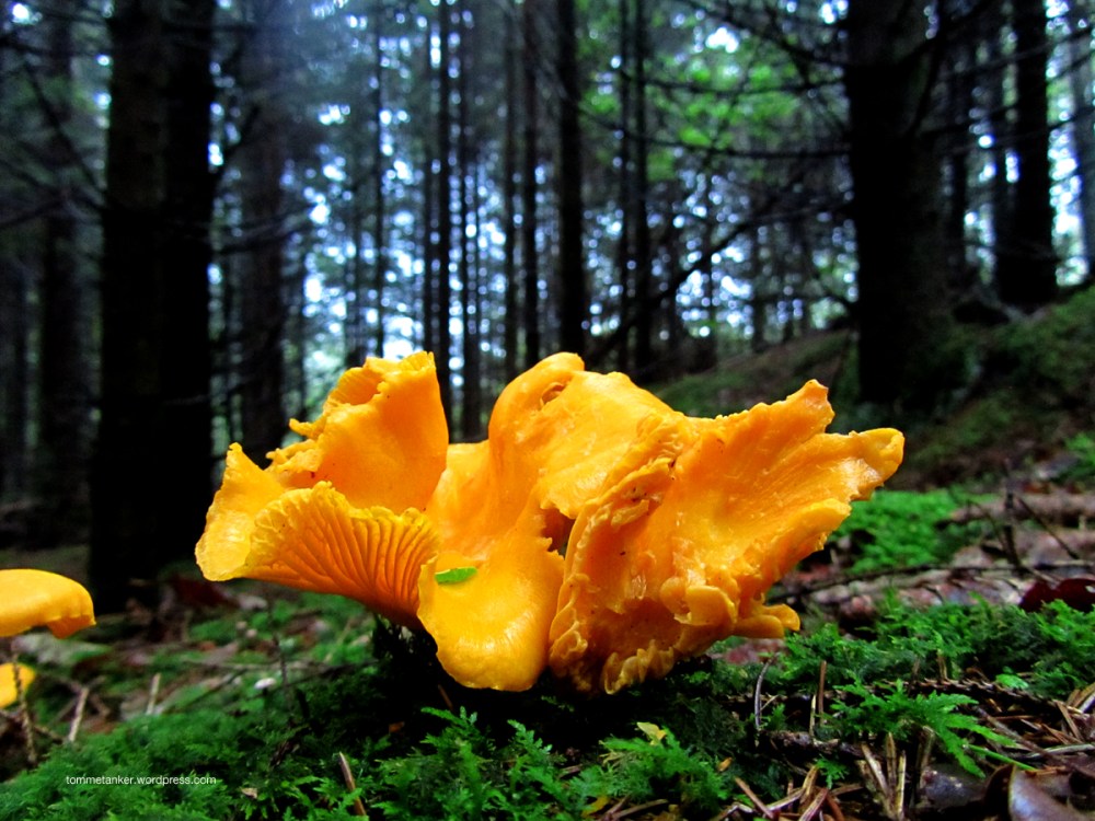 kantarell_tommetanker