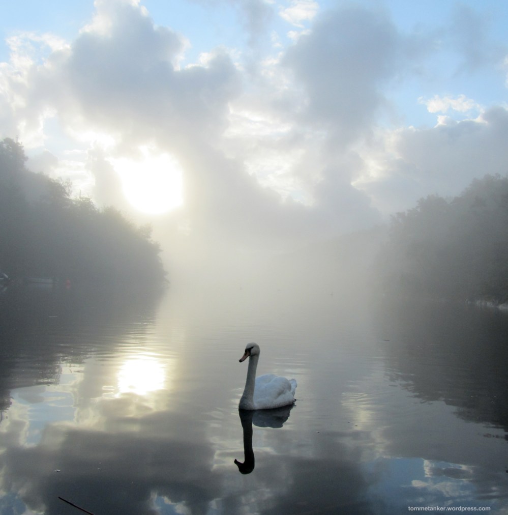 svane i soloppgang_tommetanker