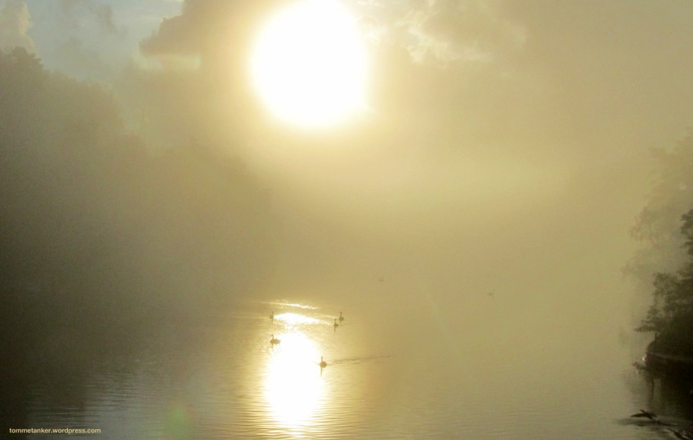 svaner i soloppgang_tommetanker