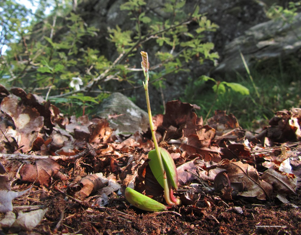 eikefødsel_tommetanker