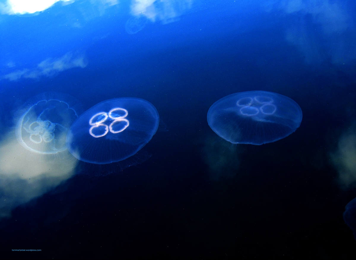 glassmanet3_tommetanker