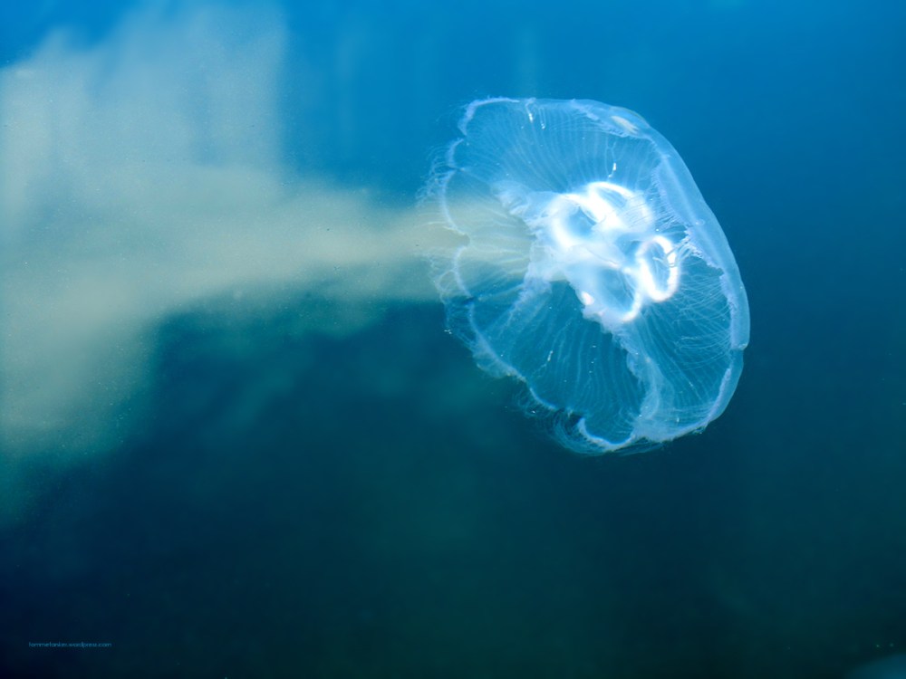 glassmanet_tommetanker