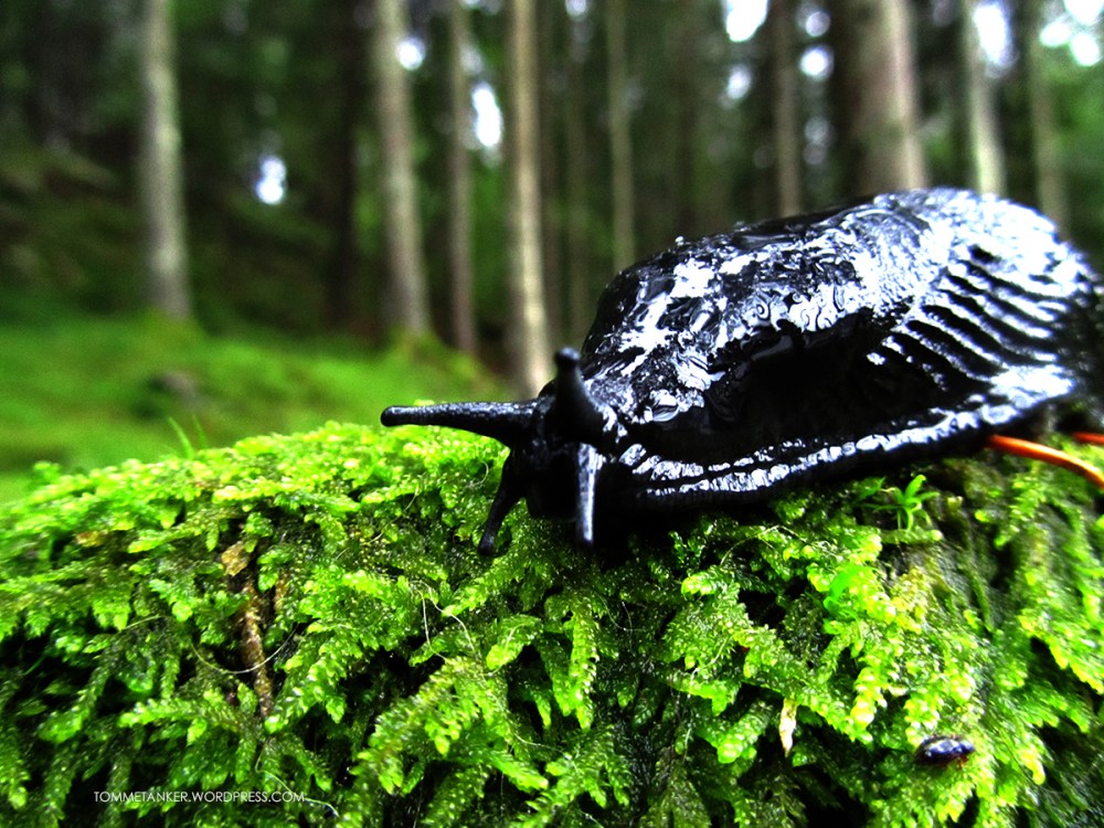 snail_trail_tommetanker