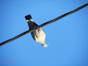 due_oppned_tommetanker