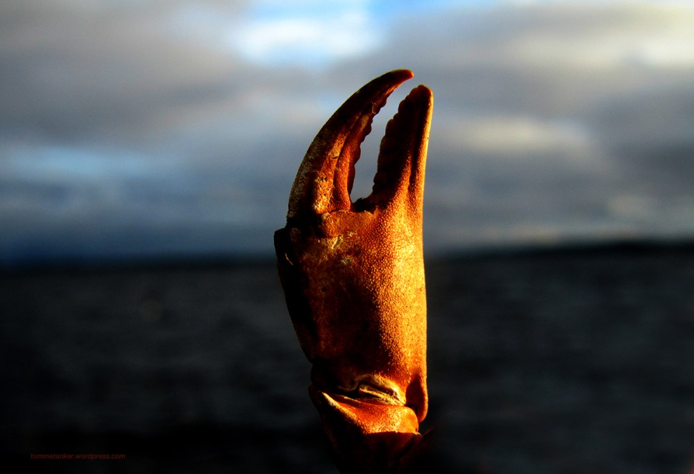 krabbeklo_tommetanker