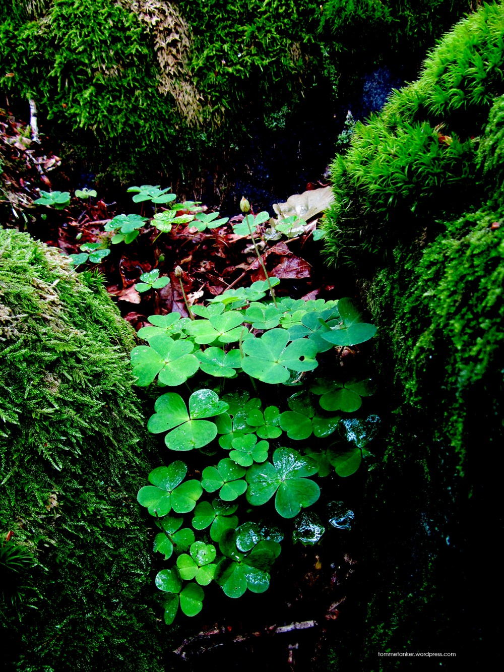 syretrip1_tommetanker