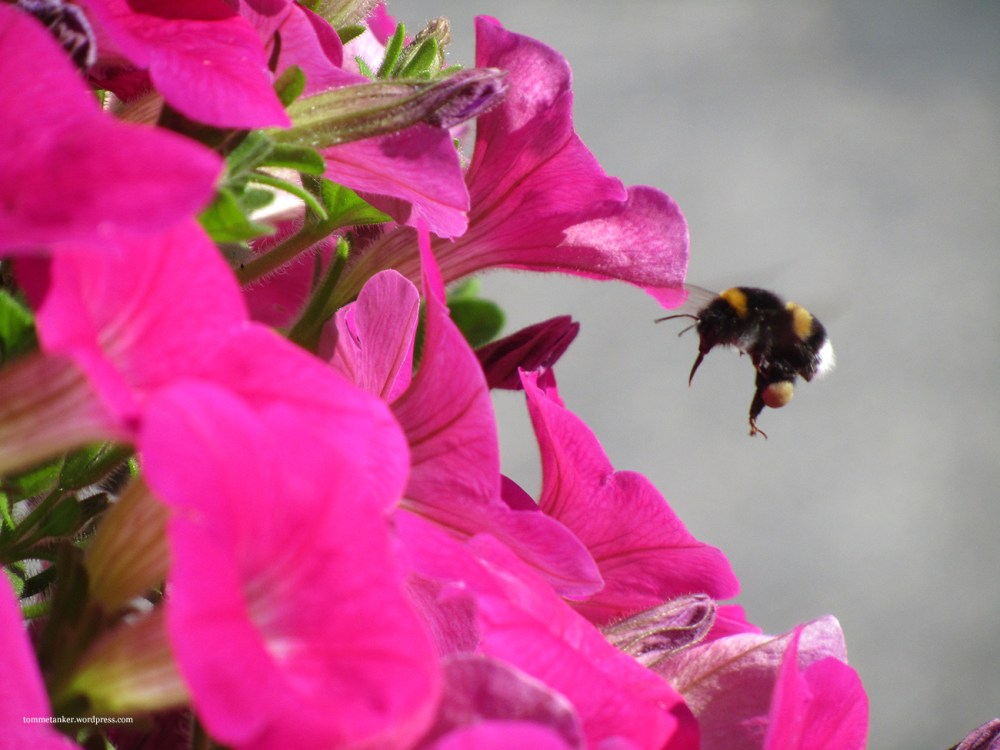 humla_suser_tommetanker