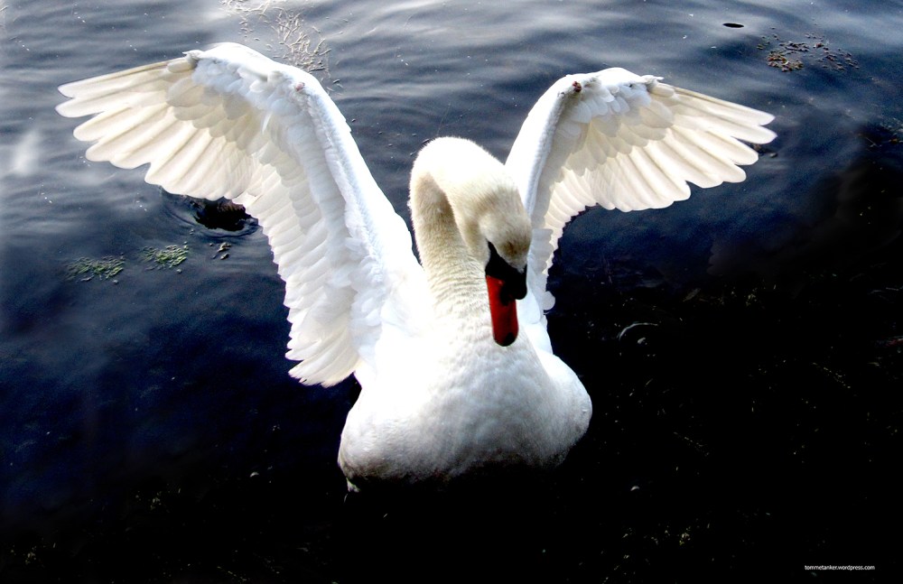 pappasvane_tommetanker