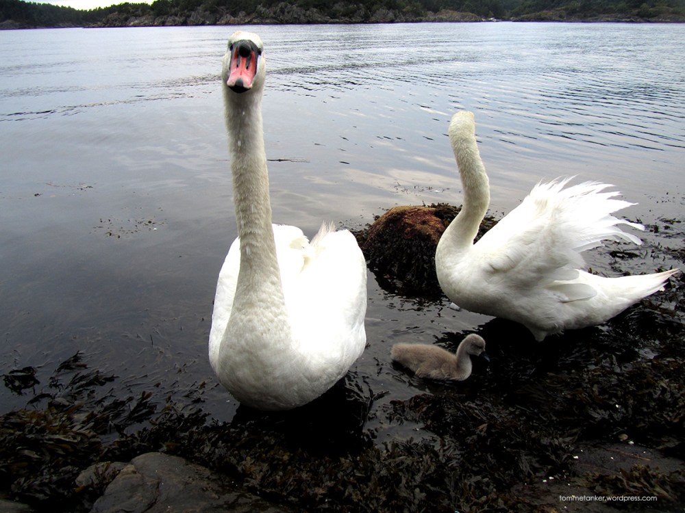småbarnsfamilie_tommetanker