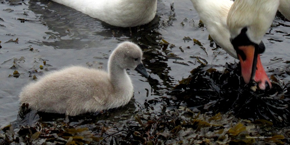 svanunge_tommetanker