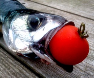 tomat_i_makrell_hode_tommetanker