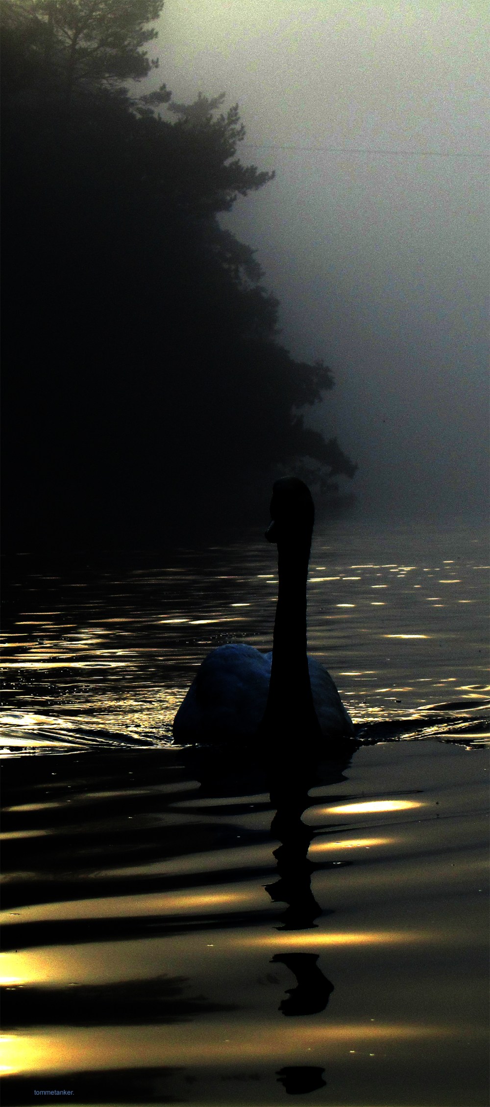 svane_drangsvannet_tommetanker