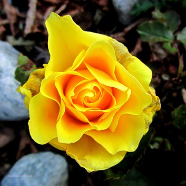 høstrose_tommetanker