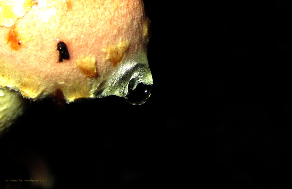 sopp_dråpe_tommetanker