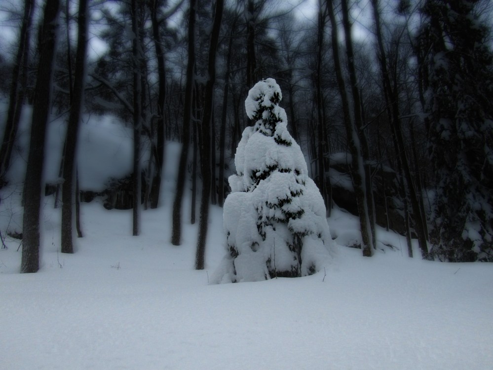 hr_gran_i_trolldalen_tommetanker