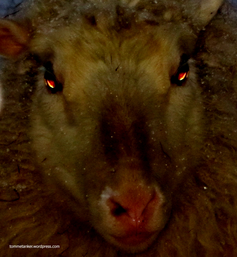 sau_fra_helvete_tommetanker