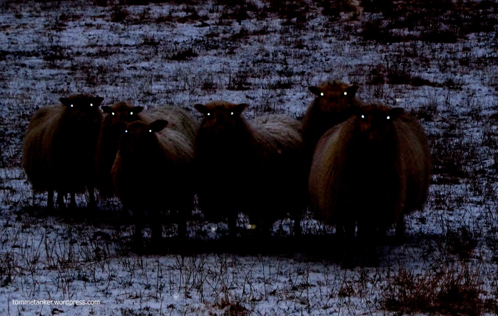 sauer_fra_helvete_tommetanker