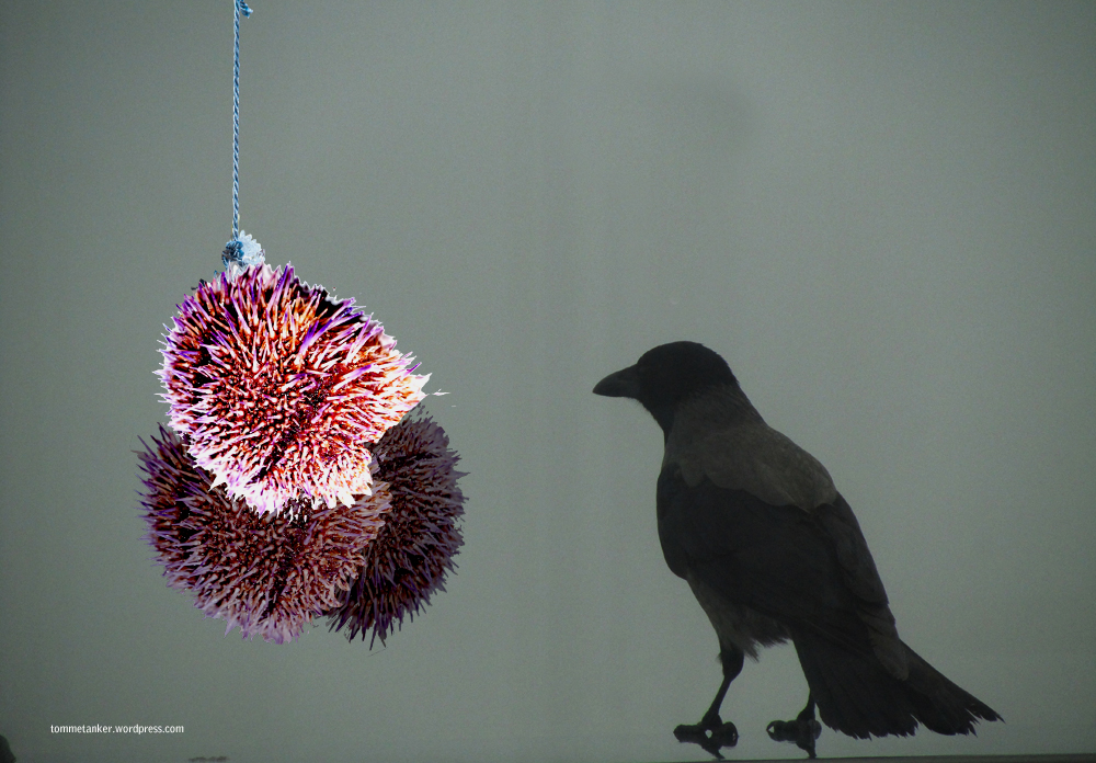 kråkebollerf_tommetanker