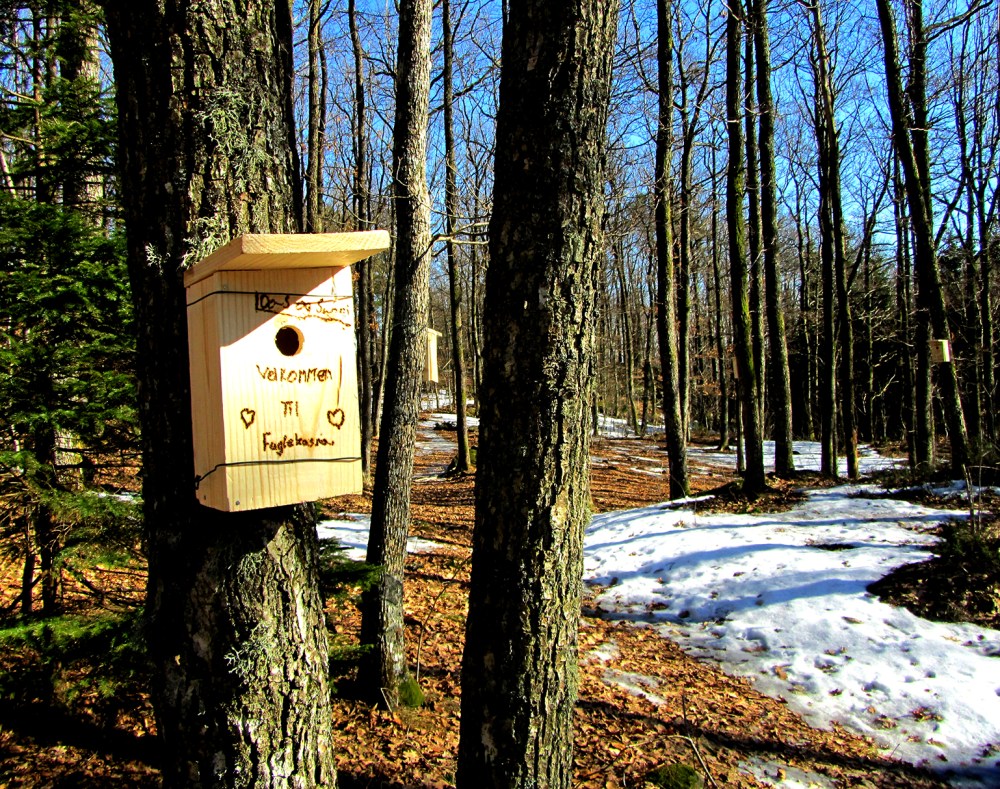 fuglekasseskogen_tommetanker