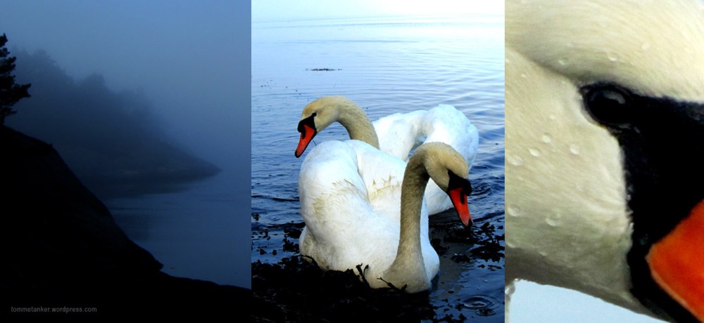 svane_god_morgen2_tommetanker