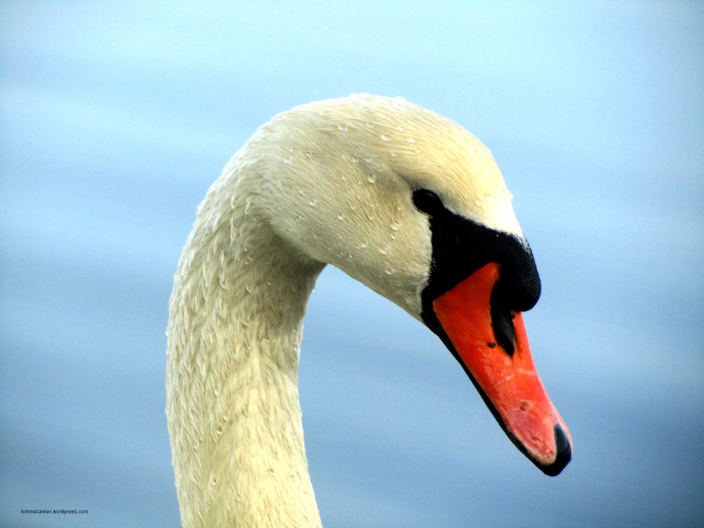 svane_god_morgen_tommetanker