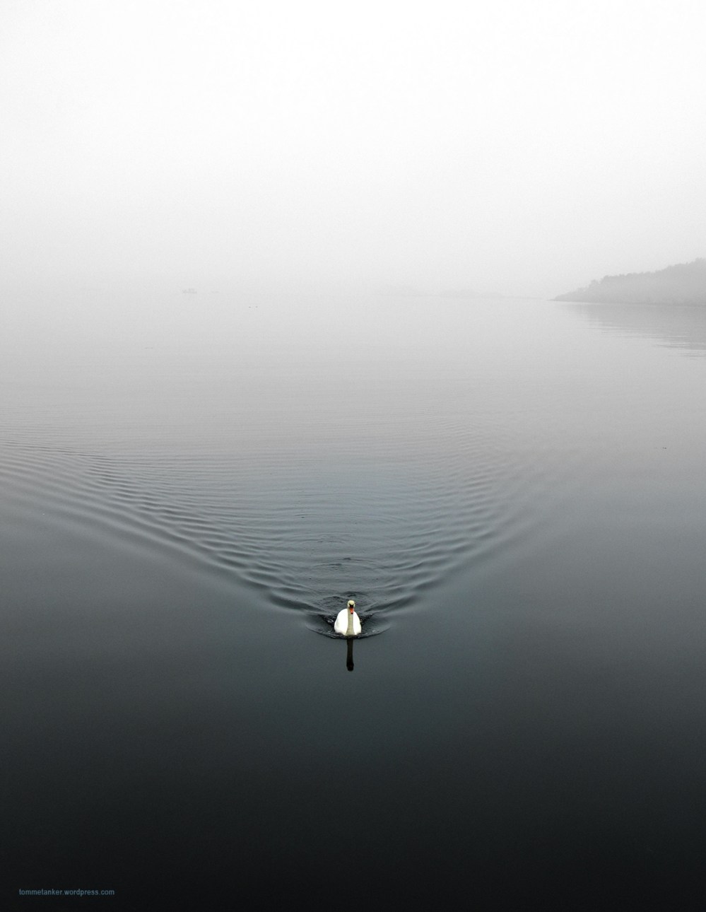 svane_kald_og_vakker_tommetanker