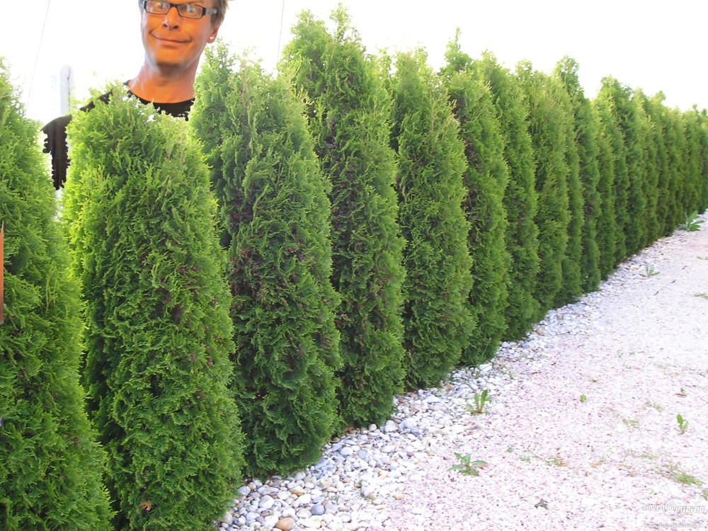 tomms_tuja_tommetanker