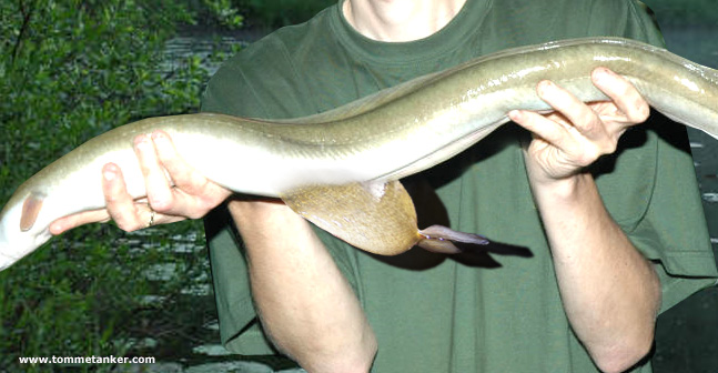 åleskinnspung_tommetanker