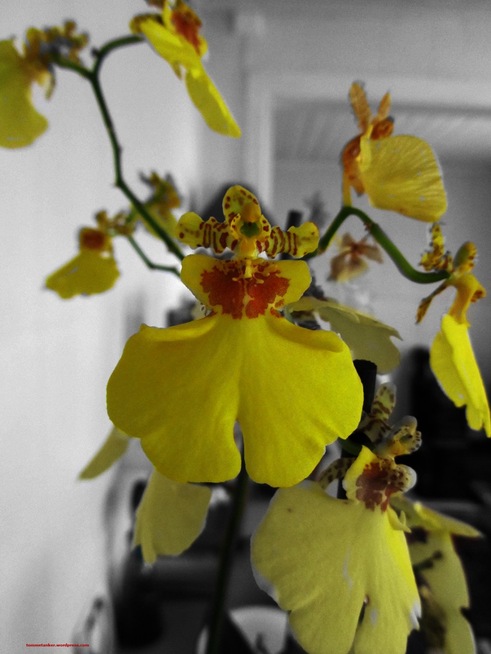 deguleprinsessene_tommetanker