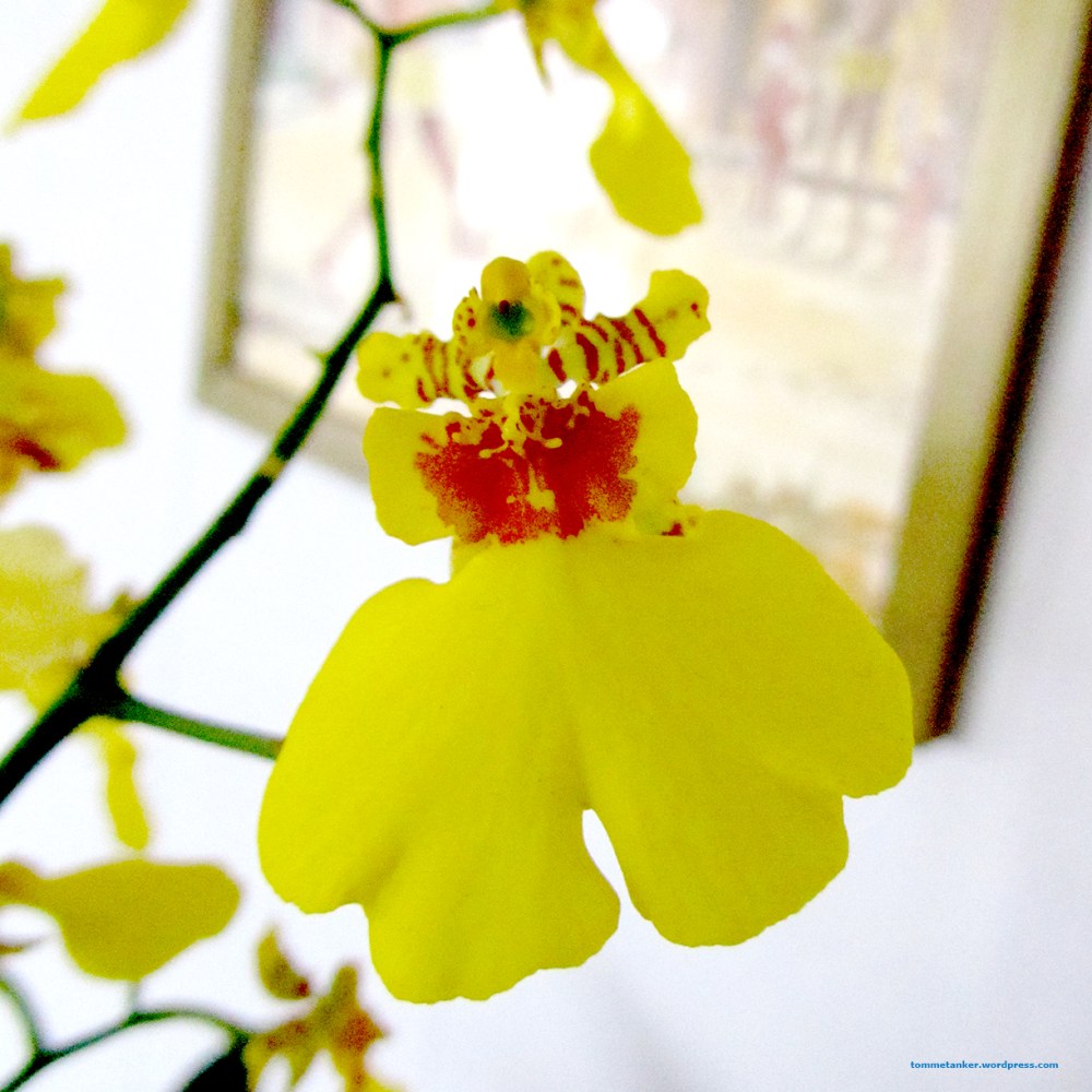 denguleprinsessen_tommetanker