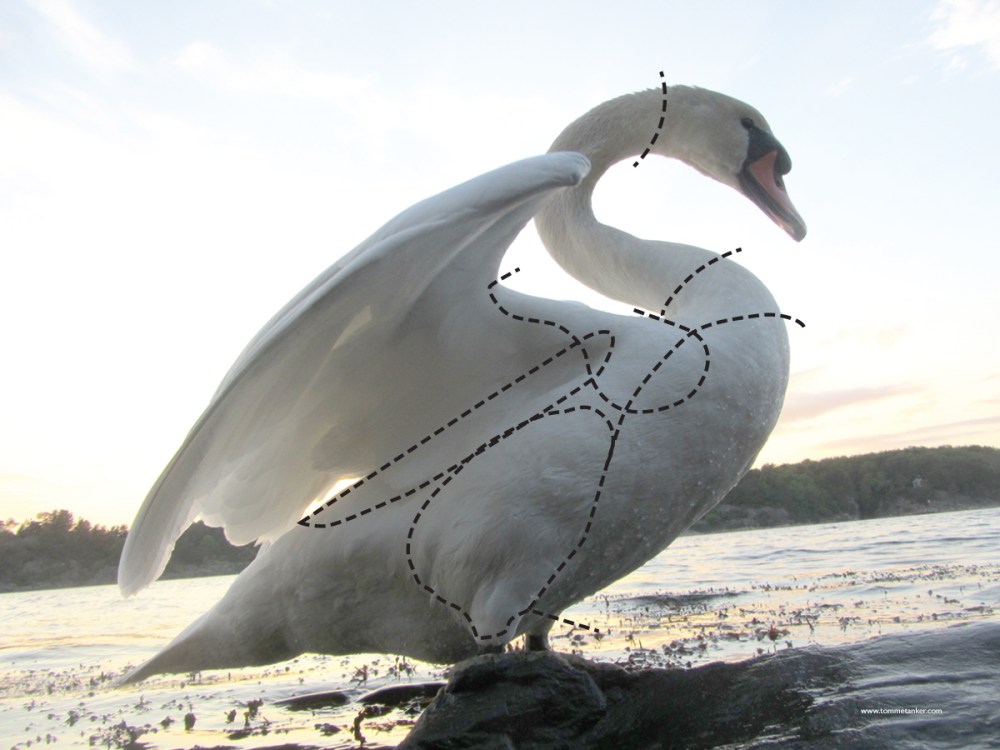 halsen_av_en_svane_tommetanker