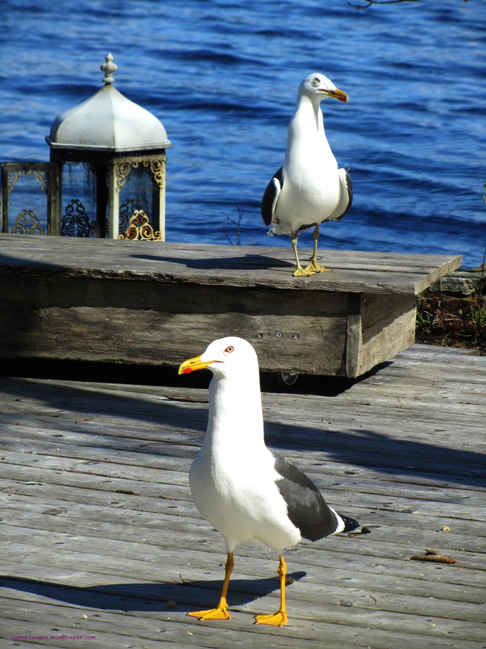 kongen og dronninga2_tommetanker