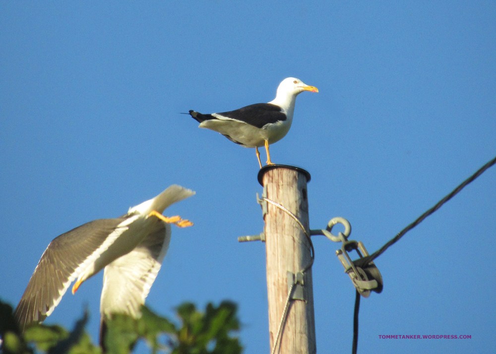 måkestup2_tommetanker