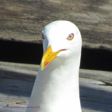 sildemåke_tommetanker