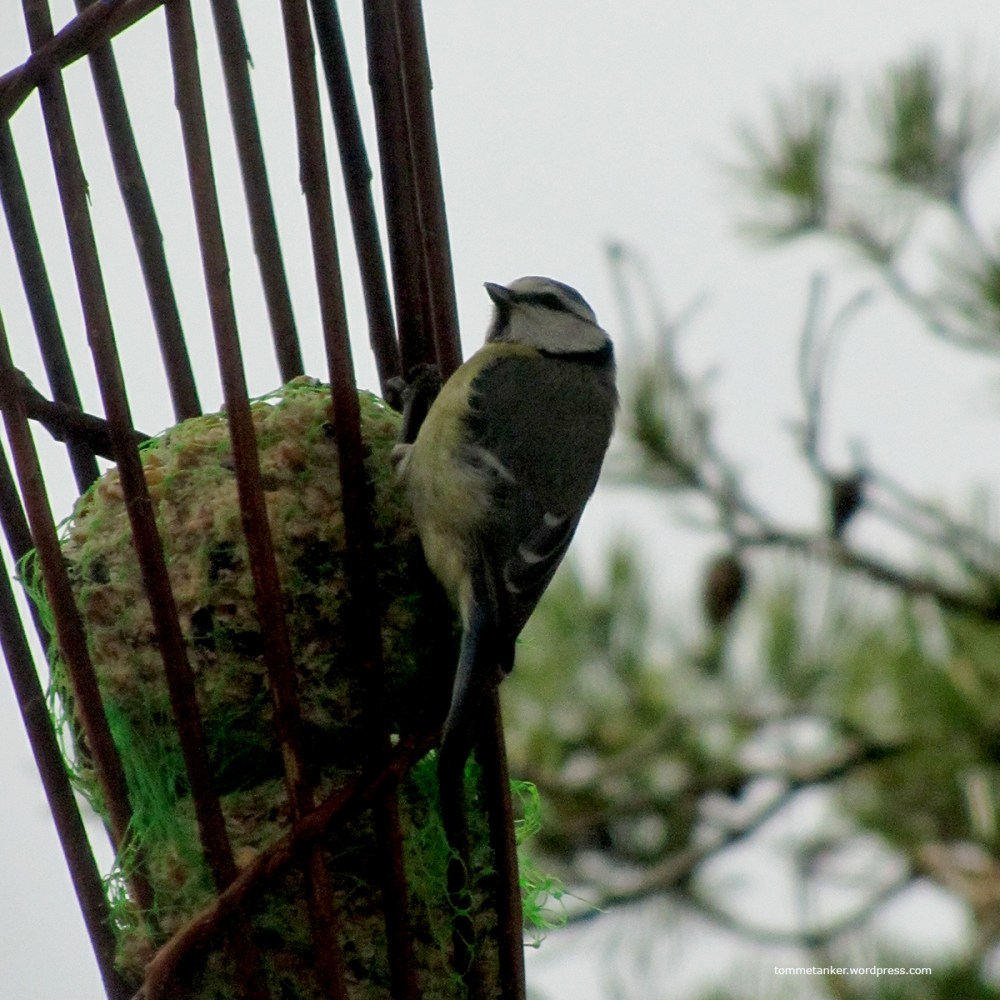 smågleder_tommetanker