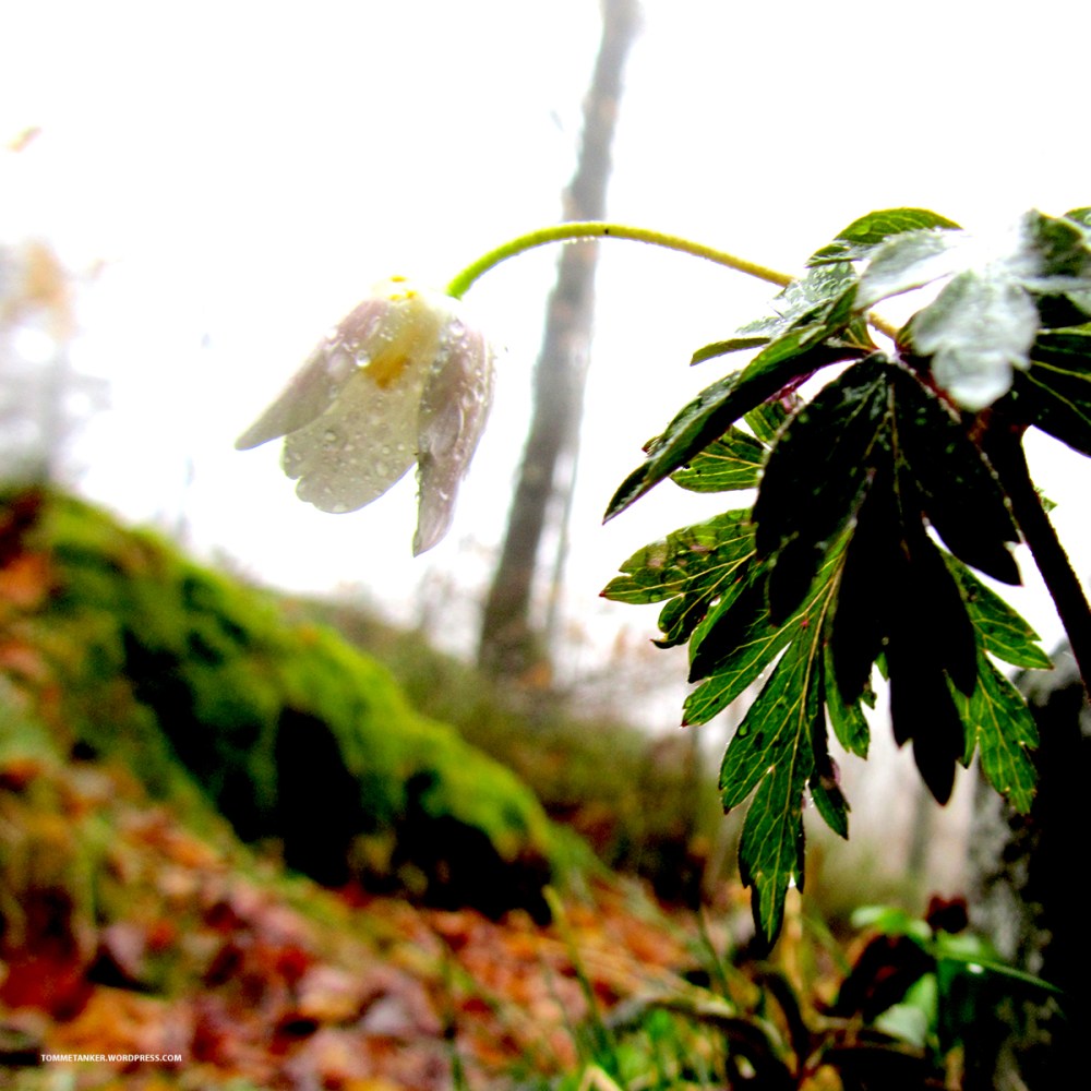 trist_hvitveis_tommetanker