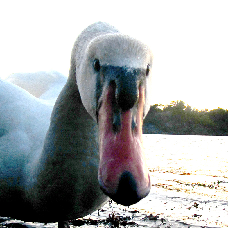 singelogsur_tommetanker