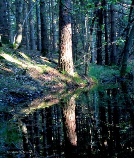 skogens_ro2_tommetanker