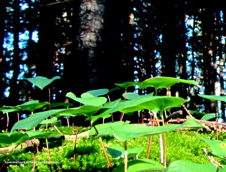 skogens_ro3_tommetanker