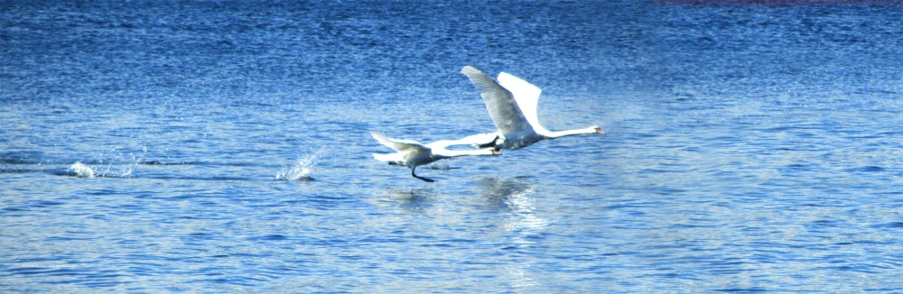 swan takeoff_tommetanker