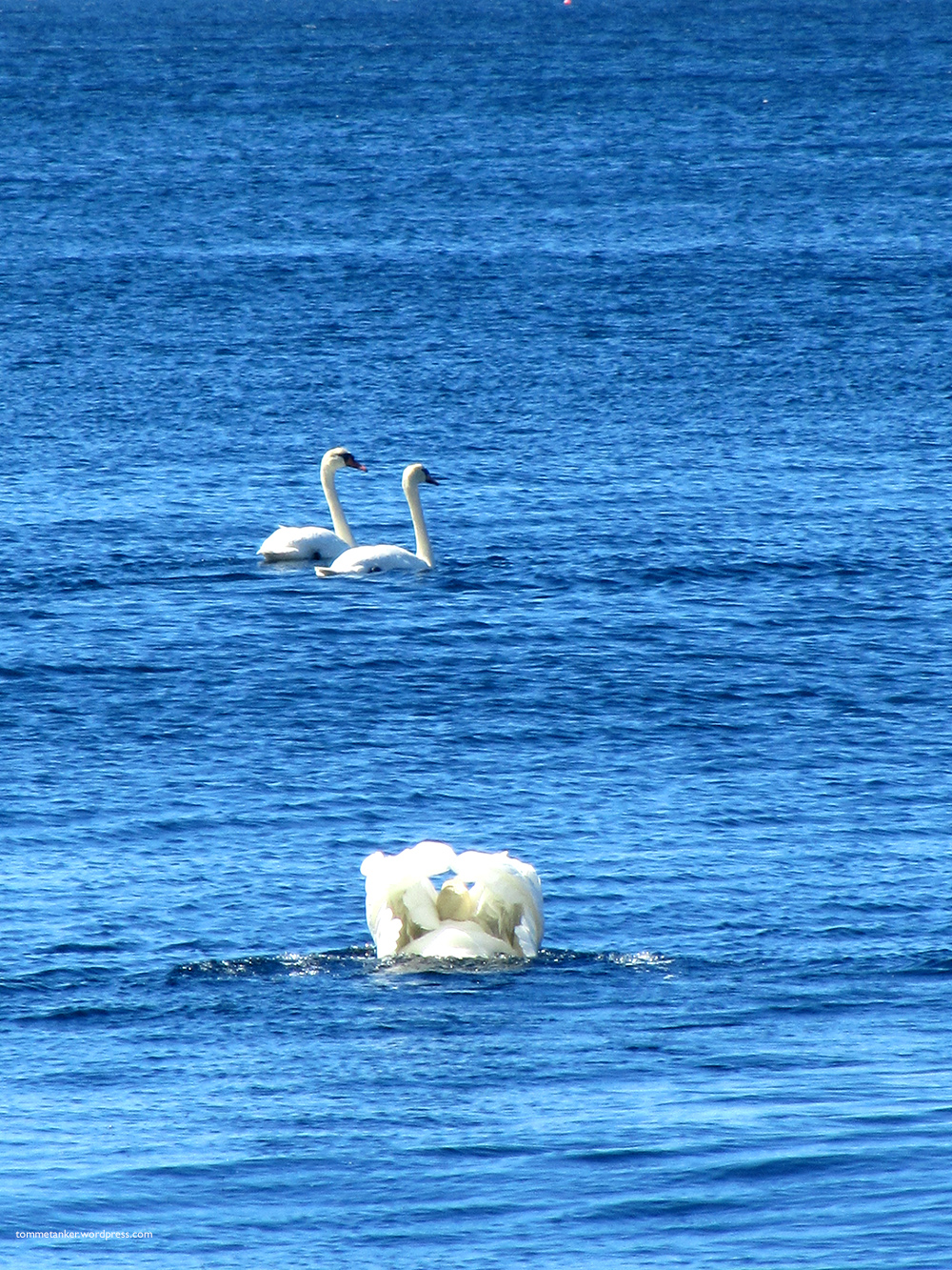 swan_stealth_tommetanker